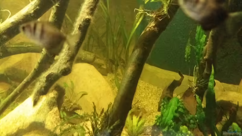 Pflanzen im Aquarium 8.000L von Kurt Osterhoff (26)