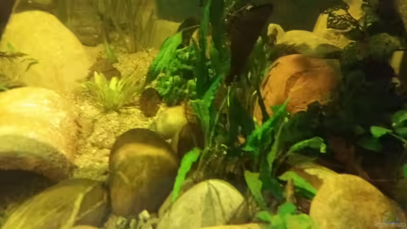 Pflanzen im Aquarium 8.000L von Kurt Osterhoff (28)