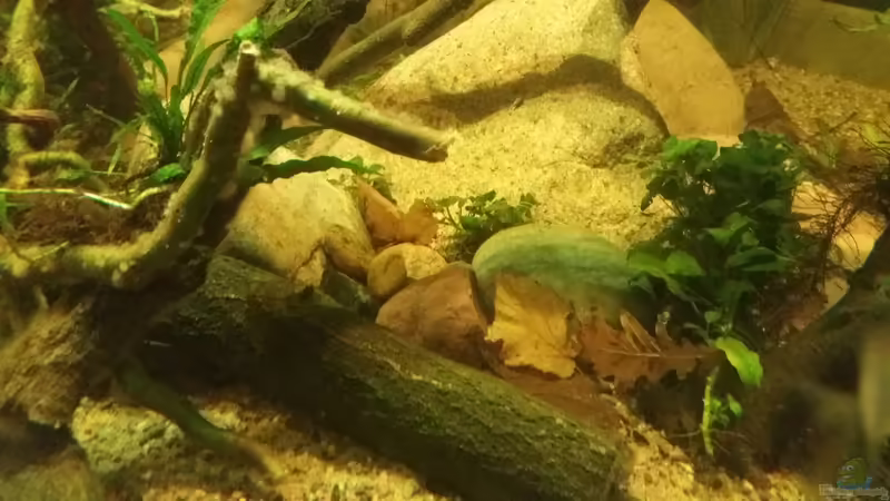 Pflanzen im Aquarium 8.000L von Kurt Osterhoff (29)