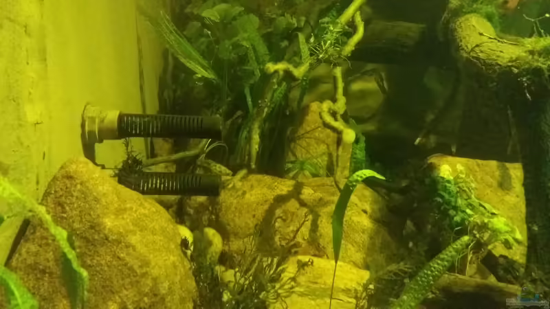 Pflanzen im Aquarium 8.000L von Kurt Osterhoff (30)