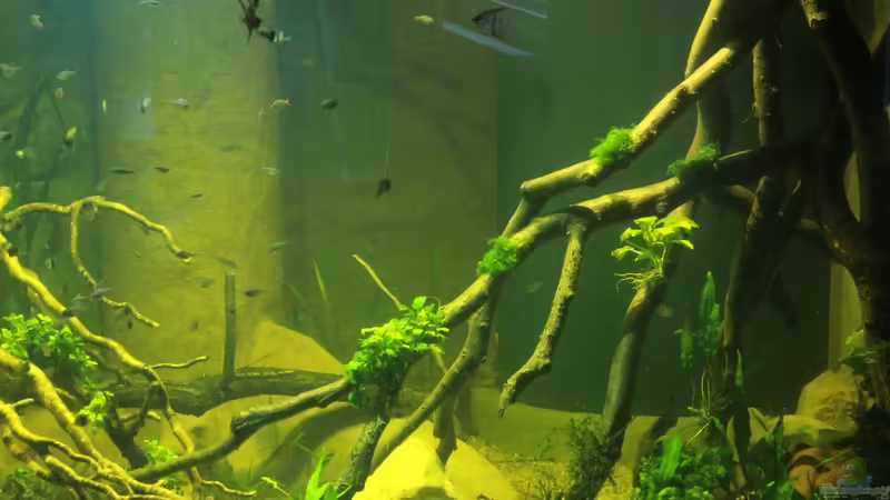 Pflanzen im Aquarium 8.000L von Kurt Osterhoff (31)