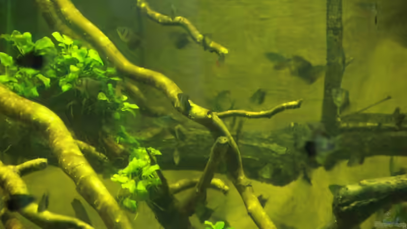 Pflanzen im Aquarium 8.000L von Kurt Osterhoff (32)