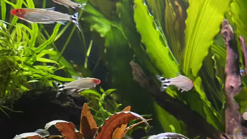 Pflanzen im Aquarium 875 Liter Südamerika-Gesellschaft von Baron Zelle (13)