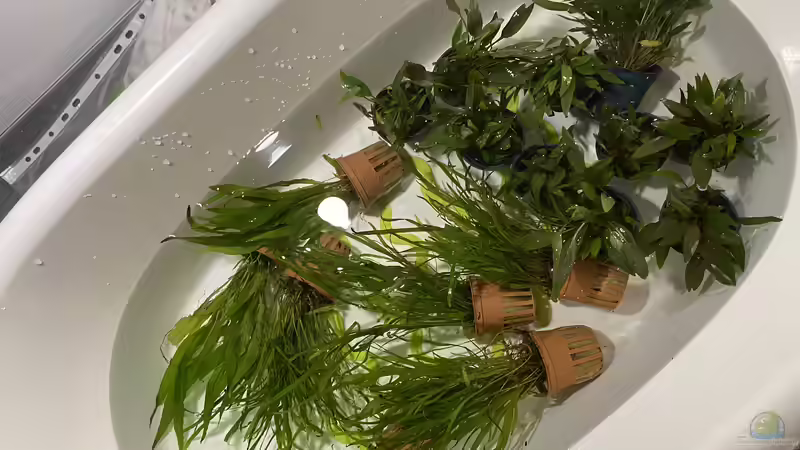 Pflanzen im Aquarium 875 Liter Südamerika-Gesellschaft von Baron Zelle (14)