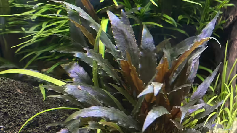 Pflanzen im Aquarium 875 Liter Südamerika-Gesellschaft von Baron Zelle (8)