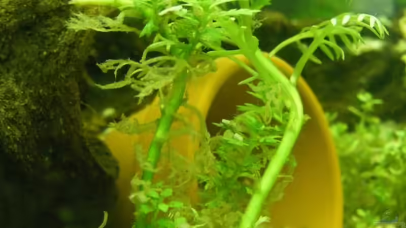 Pflanzen im Aquarium 96 Liters von Martin Schulze (2)