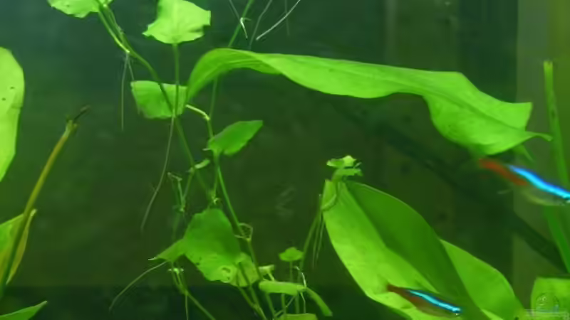 Pflanzen im Aquarium 96 Liters von Martin Schulze (3)