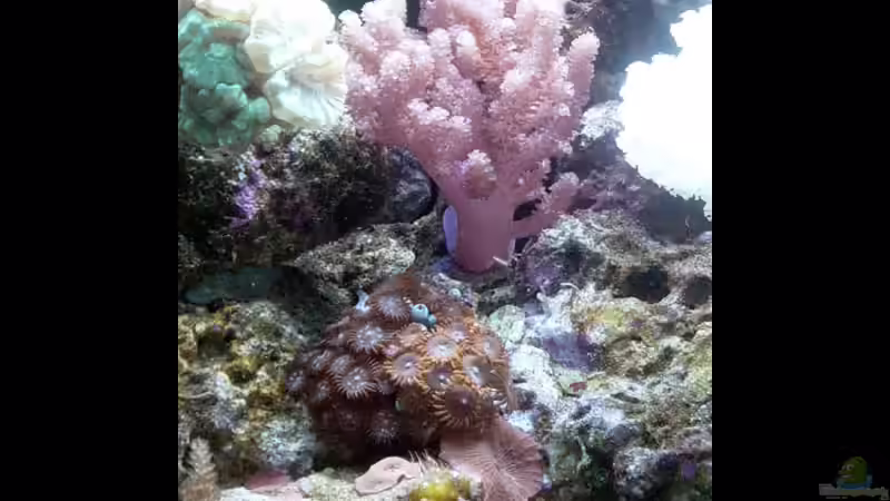Pflanzen im Aquarium A Piece of Reef Obsolete von The_Lizardking (15)