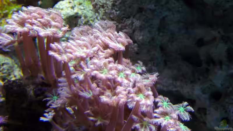 Pflanzen im Aquarium A Piece of Reef Obsolete von The_Lizardking (8)