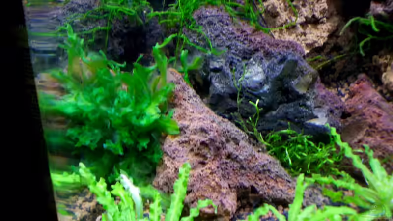 Pflanzen im Aquarium A red one aufgelöst von Koehler (16)