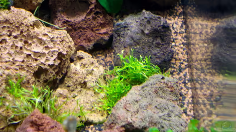 Pflanzen im Aquarium A red one aufgelöst von Koehler (17)