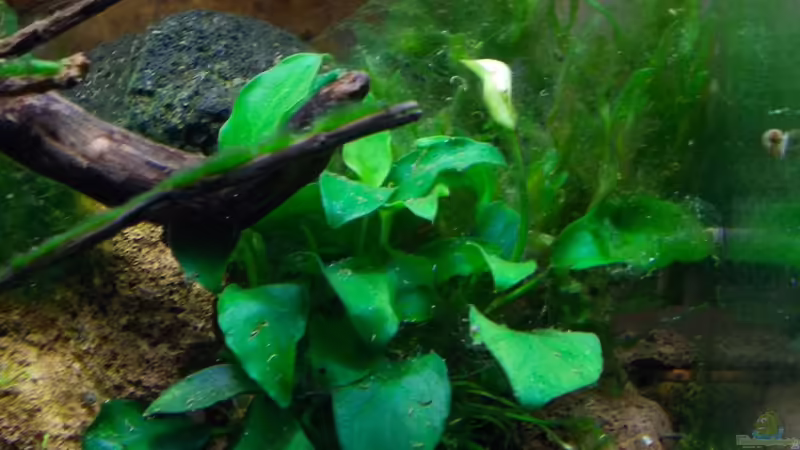 Pflanzen im Aquarium A red one aufgelöst von Koehler (19)