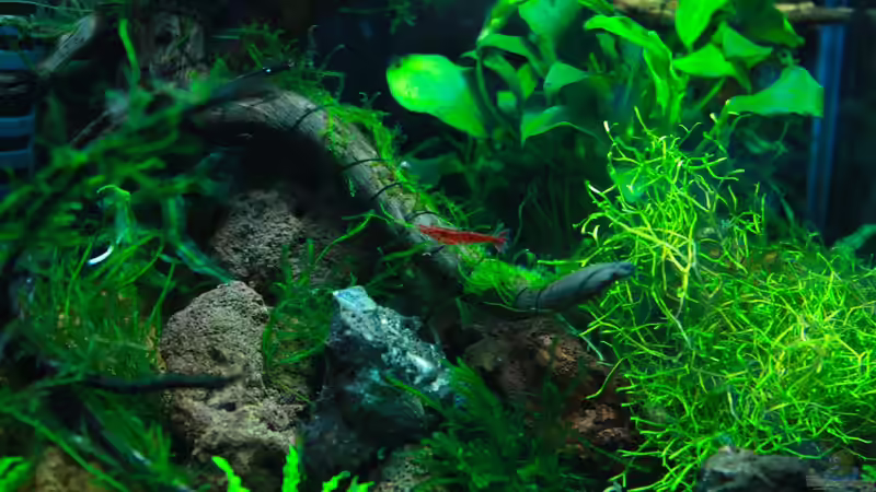 Pflanzen im Aquarium A red one aufgelöst von Koehler (24)