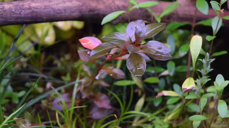 Pflanzen im Aquarium A river runs through it (existiert so nicht mehr) von Junglist (38)