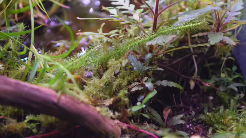 Pflanzen im Aquarium A river runs through it (existiert so nicht mehr) von Junglist (40)