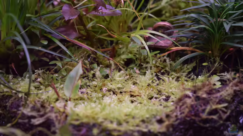 Pflanzen im Aquarium A river runs through it (existiert so nicht mehr) von Junglist (48)