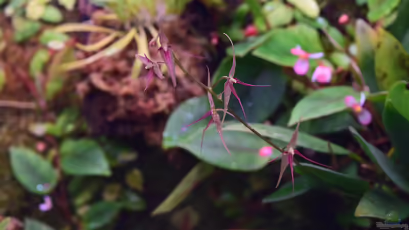 Pflanzen im Aquarium A river runs through it (existiert so nicht mehr) von Junglist (50)