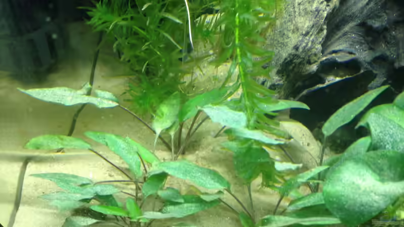 Pflanzen im Aquarium A small one for the little one (aufgelöst) von der Steirer (16)