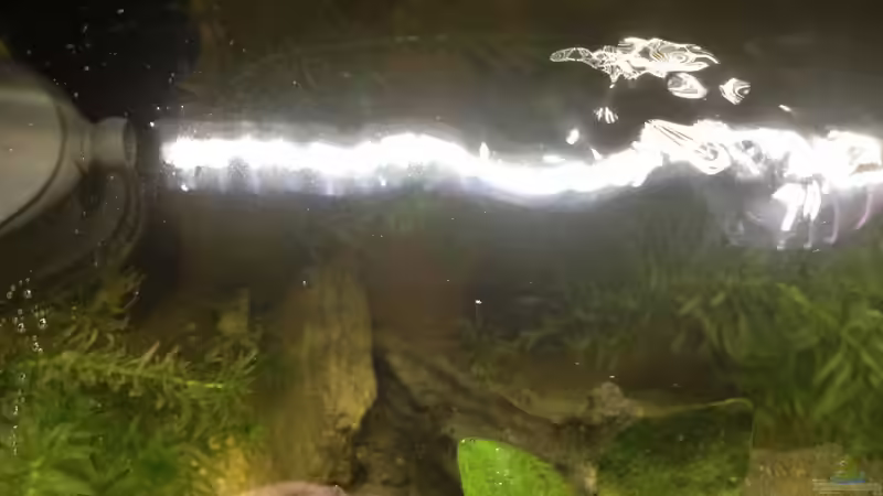 Pflanzen im Aquarium A small one for the little one (aufgelöst) von der Steirer (18)