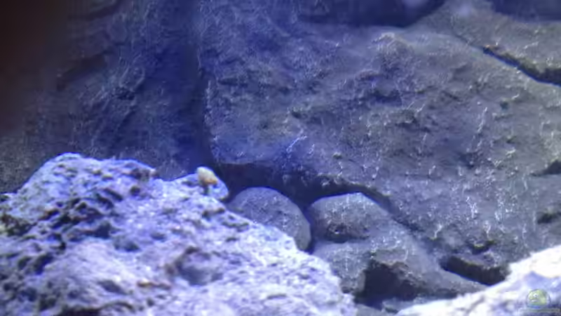 Pflanzen im Aquarium a small one for the little one part II (aufgelöst) von der Steirer (17)