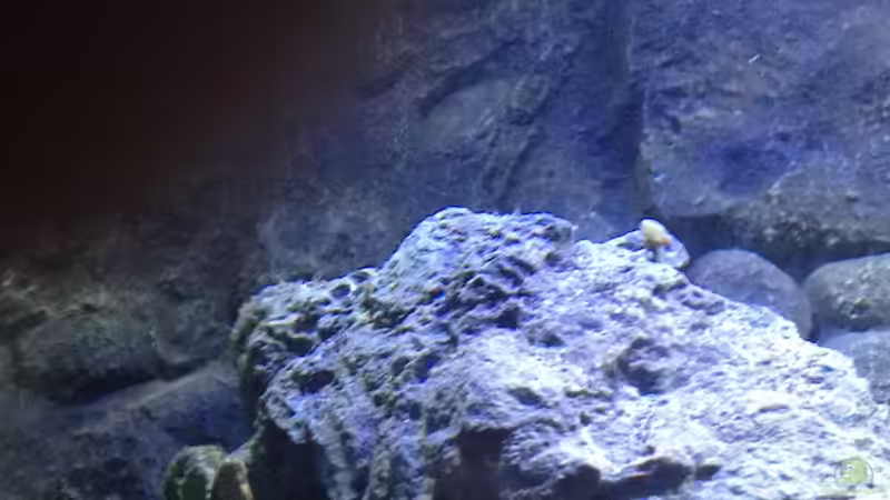 Pflanzen im Aquarium a small one for the little one part II (aufgelöst) von der Steirer (18)