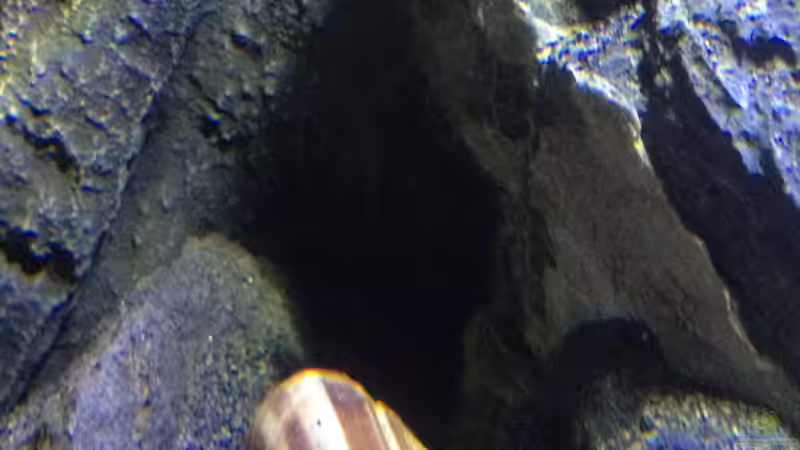 Pflanzen im Aquarium a small one for the little one part II (aufgelöst) von der Steirer (19)