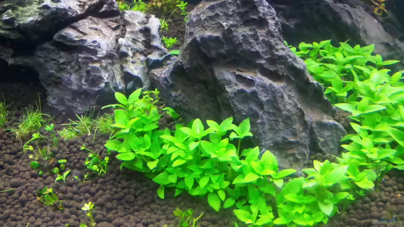 Pflanzen im Aquarium a touch of nature von Panamericana85 (11)