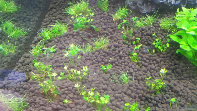 Pflanzen im Aquarium a touch of nature von Panamericana85 (12)