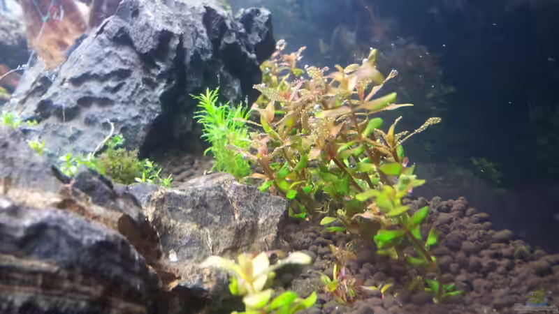 Pflanzen im Aquarium a touch of nature von Panamericana85 (13)