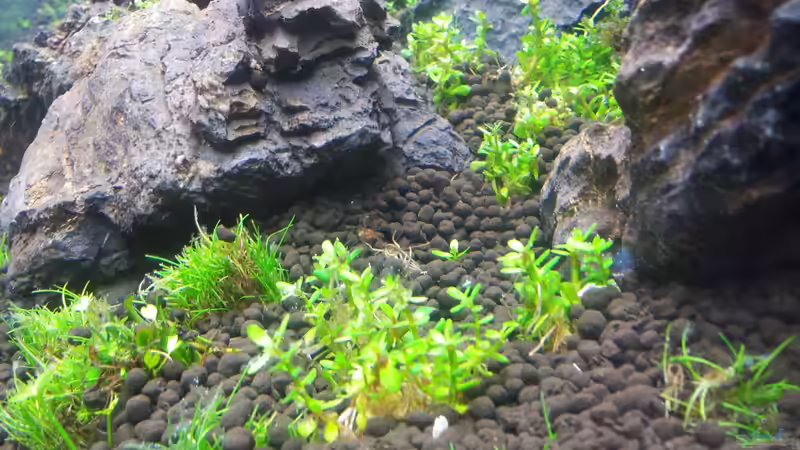 Pflanzen im Aquarium a touch of nature von Panamericana85 (14)