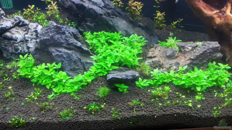 Pflanzen im Aquarium a touch of nature von Panamericana85 (15)