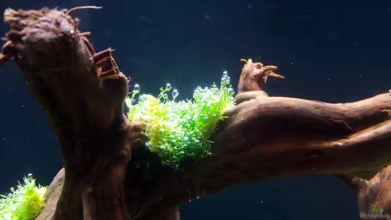 Pflanzen im Aquarium a touch of nature von Panamericana85 (16)