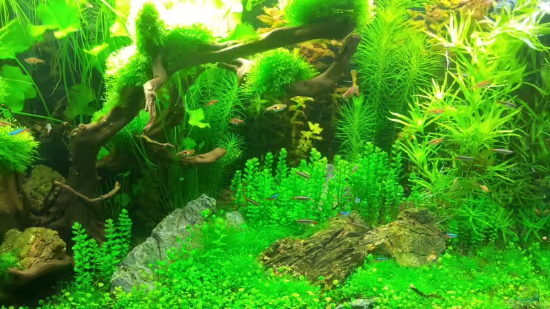 Pflanzen im Aquarium a touch of nature von Panamericana85 (18)