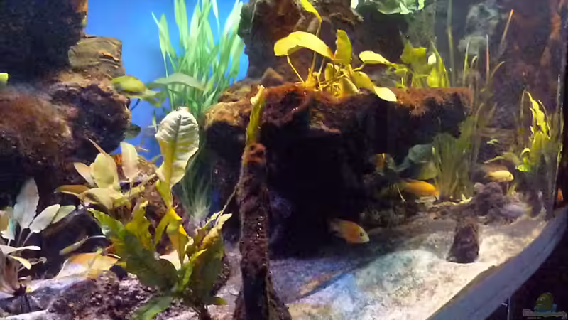 Pflanzen im Aquarium Abenteuerland von Couro (24)