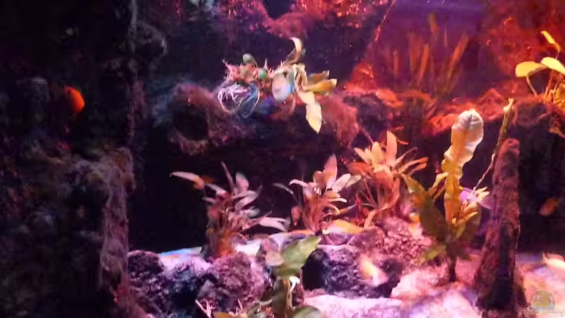 Pflanzen im Aquarium Abenteuerland von Couro (25)