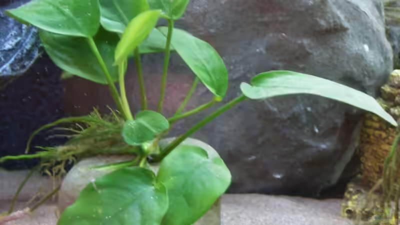 Pflanzen im Aquarium Abu Simbel von Angela Gruber (3)