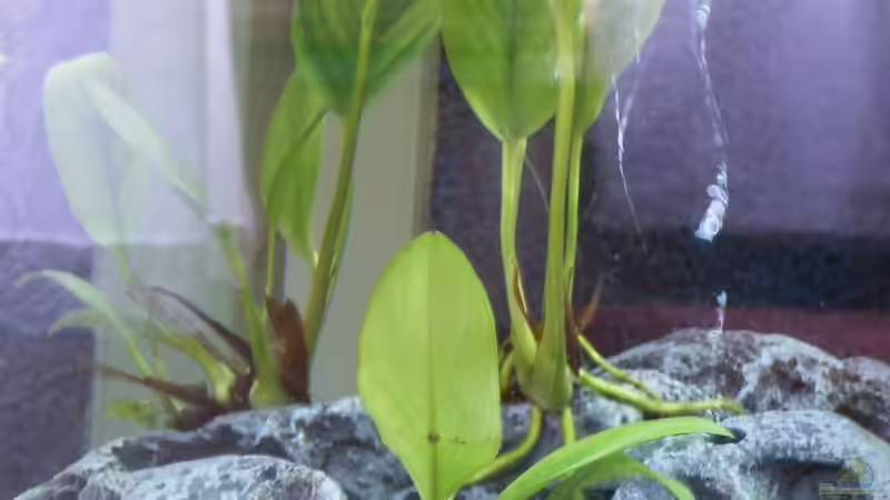 Pflanzen im Aquarium Abu Simbel von Angela Gruber (4)