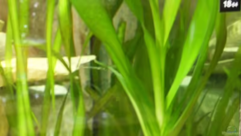 Pflanzen im Aquarium Abu Simbel von Angela Gruber (5)