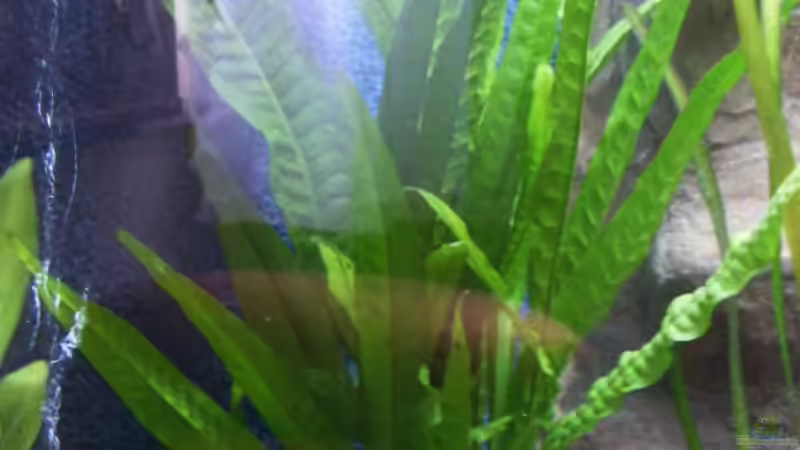 Pflanzen im Aquarium Abu Simbel von Angela Gruber (6)