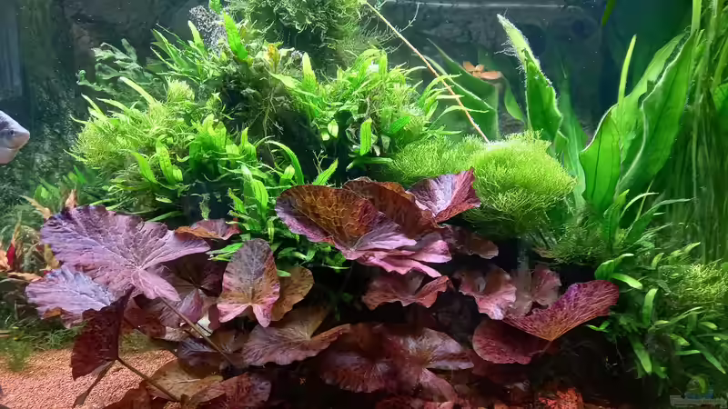 Pflanzen im Aquarium Acero Gesellschaft von Acero (20)