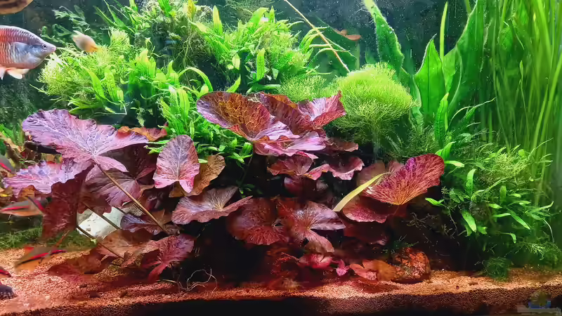 Pflanzen im Aquarium Acero Gesellschaft von Acero (21)