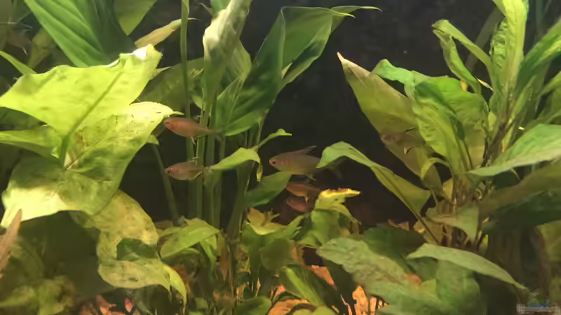 Pflanzen im Aquarium Acuario de Tina von TinaAqua (13)