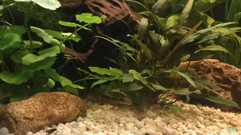 Pflanzen im Aquarium Acuario de Tina von TinaAqua (14)