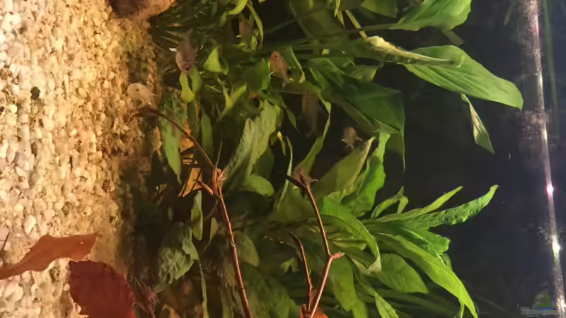 Pflanzen im Aquarium Acuario de Tina von TinaAqua (15)