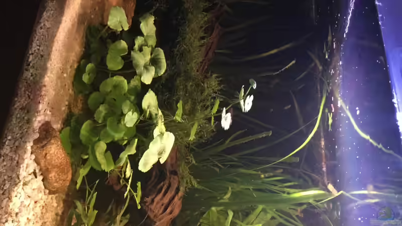 Pflanzen im Aquarium Acuario de Tina von TinaAqua (16)