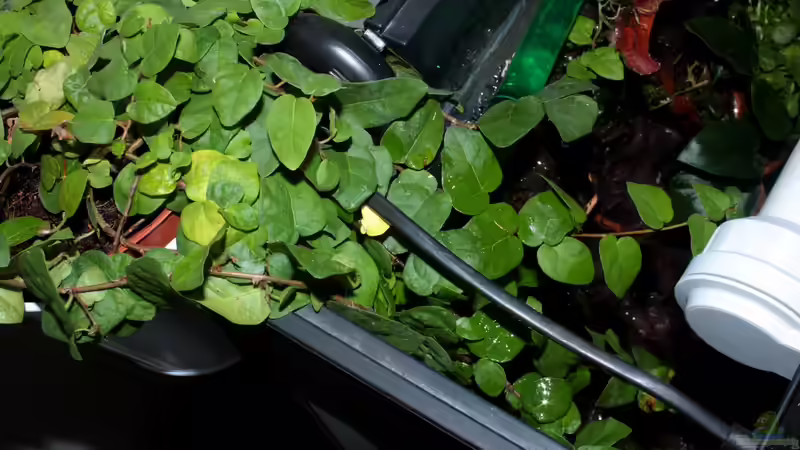 Pflanzen im Aquarium African Falls von Koehler (16)