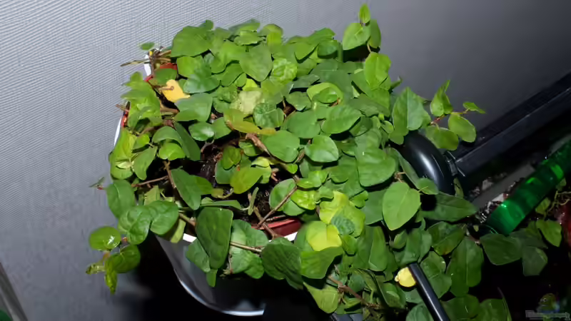 Pflanzen im Aquarium African Falls von Koehler (17)