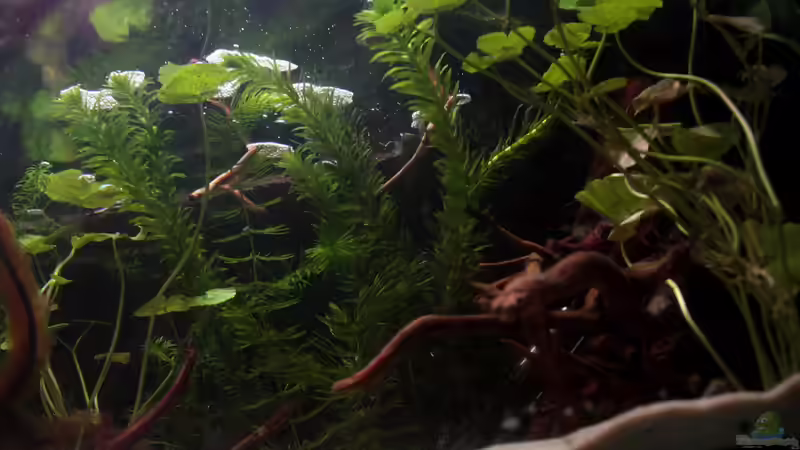 Pflanzen im Aquarium African Falls von Koehler (18)