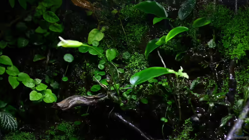 Pflanzen im Aquarium African Falls von Koehler (19)