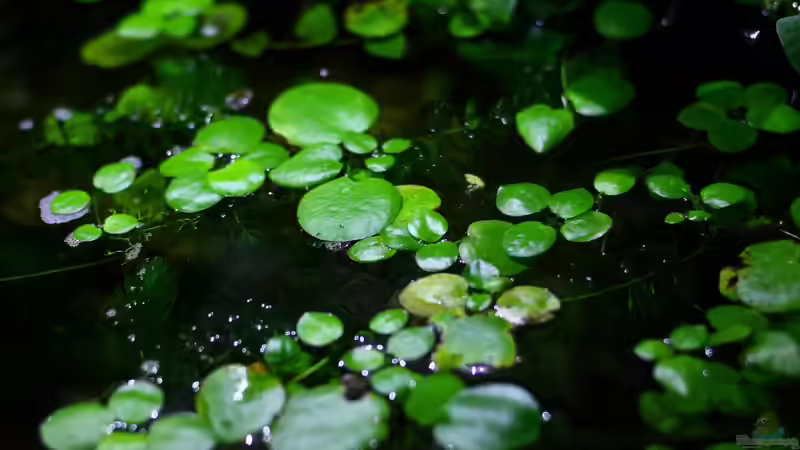 Pflanzen im Aquarium African Falls von Koehler (20)